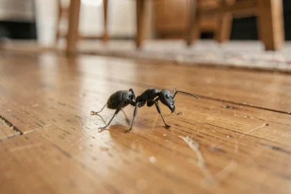 Fourmi noire marchant sur un plancher en bois dans une maison, symbolisme spirituel des fourmis à l'intérieur du foyer