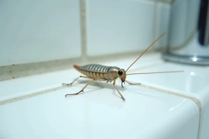 Iule ou poisson d'argent sur carrelage blanc de salle de bain en gros plan